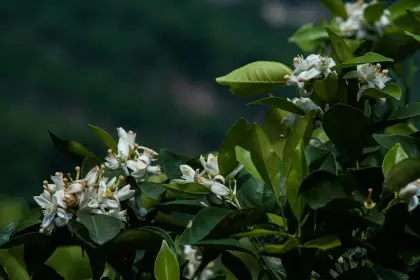 Flor de azahar