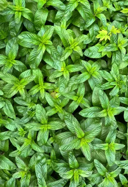 Menta