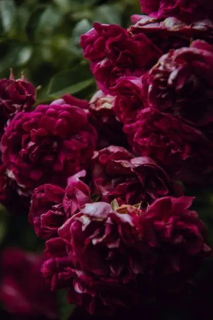 Rosas